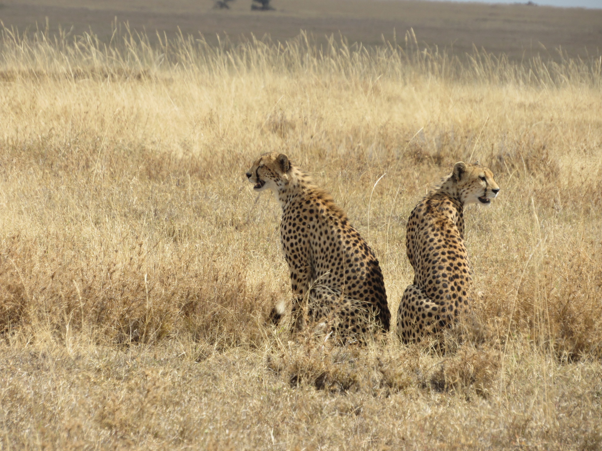 Day 2 Serengeti National Park