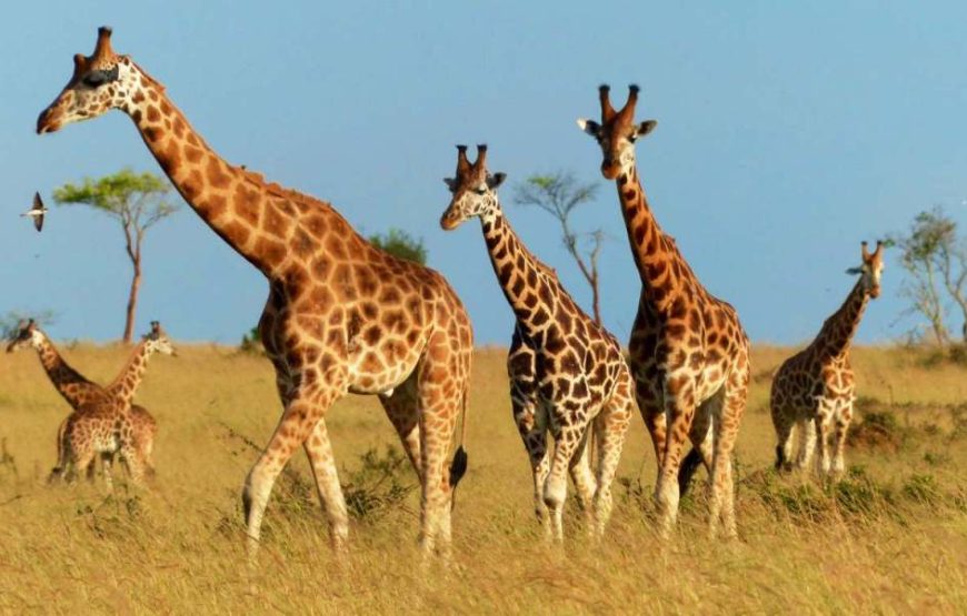 15 Day Big 5, Gorilla Trekking & Nature Safari ( Lodging)