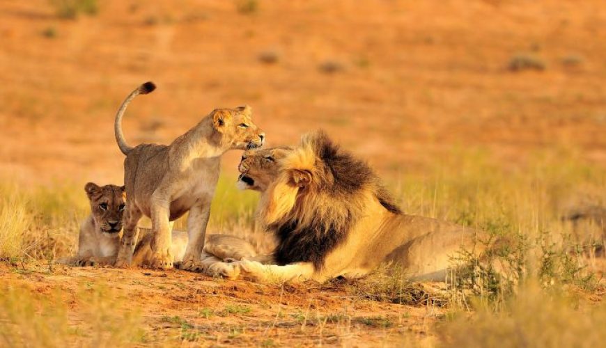 Discovering Tanzania’s Unique Wildlife: Beyond the Big Five