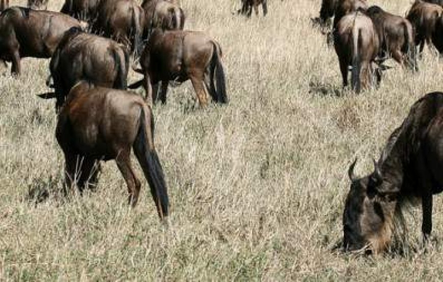 7-Day Tanzania Lodge Safari with Lake Natron